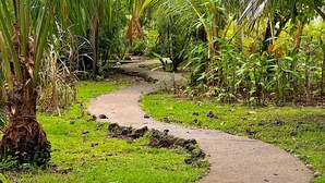 A pathway surrounded by lush greenery and palm trees. - Ocean Forest Ecolodge Retreat (Drake Bay)