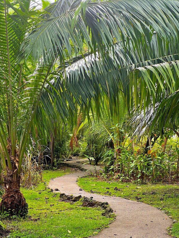 A pathway surrounded by lush greenery and palm trees.