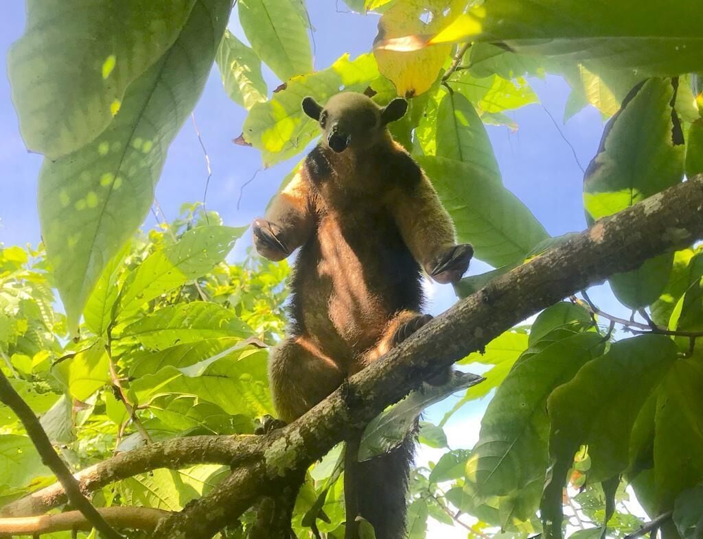A koala clinging to a tree branch amidst dense foliage.