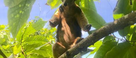 A koala clinging to a tree branch amidst dense foliage.