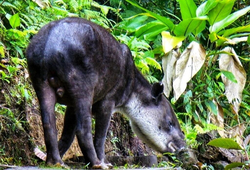 A large black animal, possibly a wild boar, in a natural setting with dense green foliage and a rocky background.