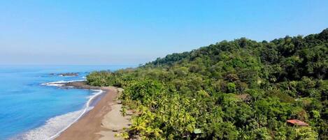 Una playa con densa vegetación tropical y una vista despejada del océano.