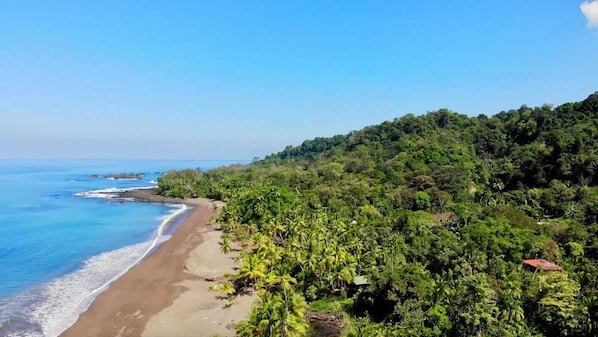A beach with dense tropical vegetation and a clear view of the ocean.