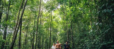 Un grupo de personas caminando por un bosque denso con árboles altos y maleza.