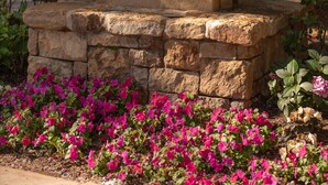 Un letrero de piedra con la inscripción 'THE GANT' y 'ASPERN 610 S WESTEND ST' grabado, rodeado por una base de piedra y flores rosas vibrantes.