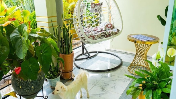 Une pièce avec un fauteuil suspendu, une petite table ronde et diverses plantes en pot.