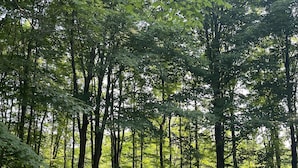 Ein kreisförmiges Arrangement aus roten Adirondack-Stühlen um eine Feuerstelle aus Stein in einer bewaldeten Gegend.