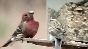 Un comedero con una casita para pájaros, con una rama donde se posan aves.