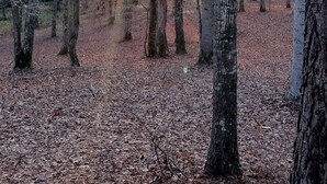 Un bosque con árboles altos y el suelo cubierto de hojas secas.