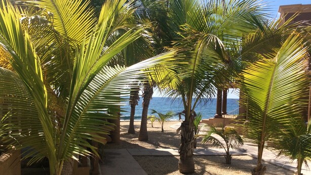 A pathway lined with palm trees leading to a beach.