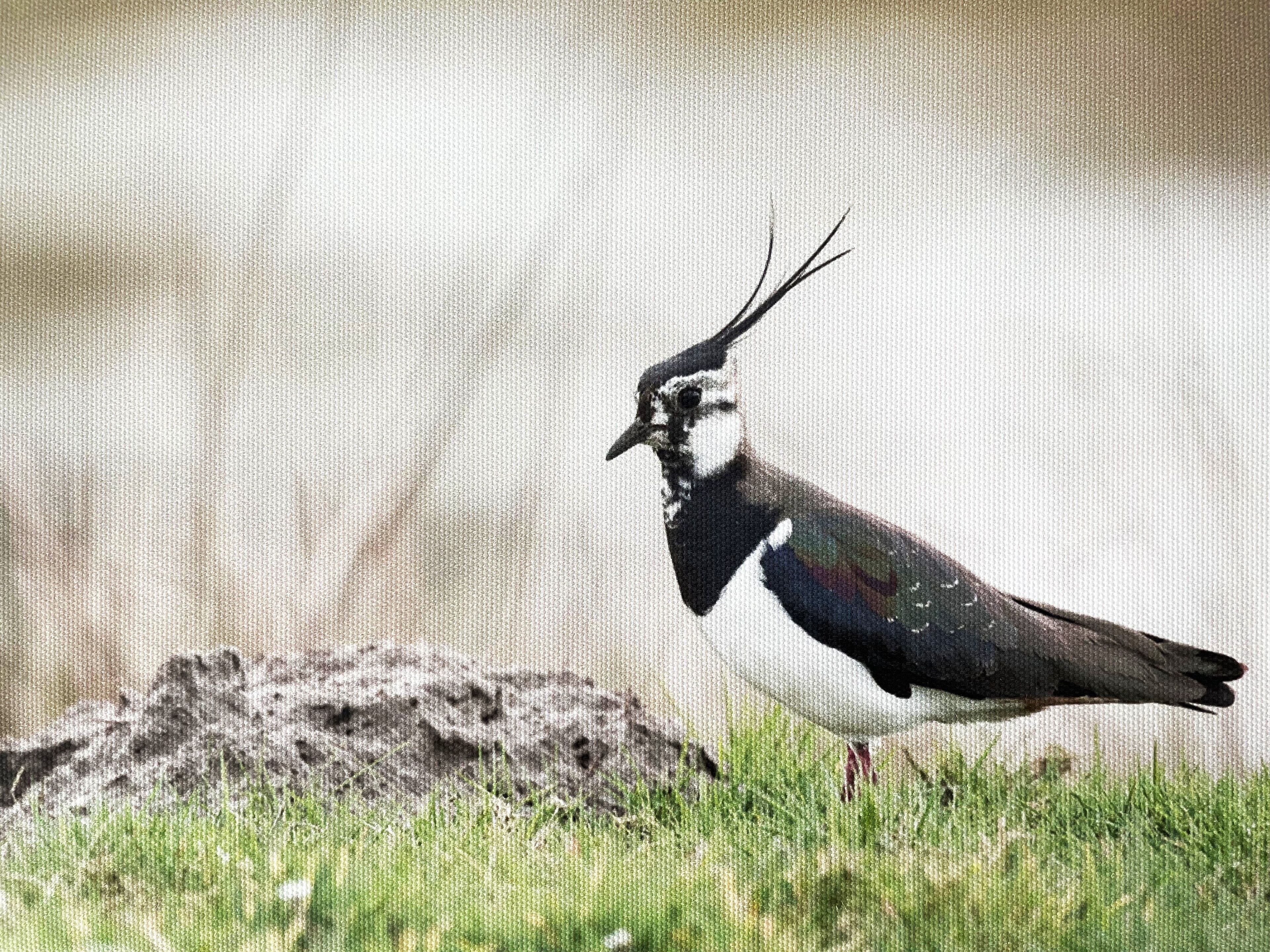 Ferienwohung Kiebitz