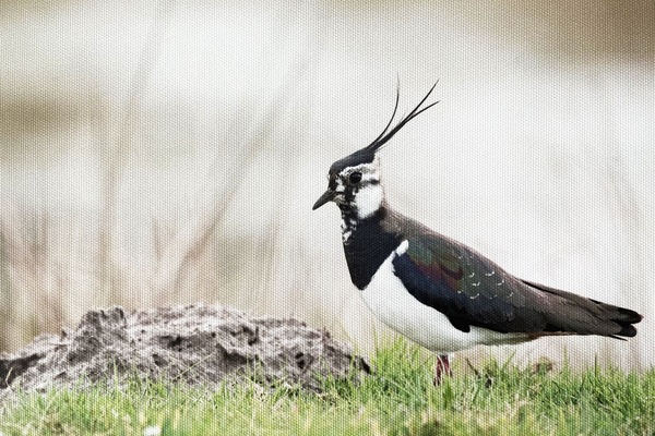 Ferienwohung Kiebitz