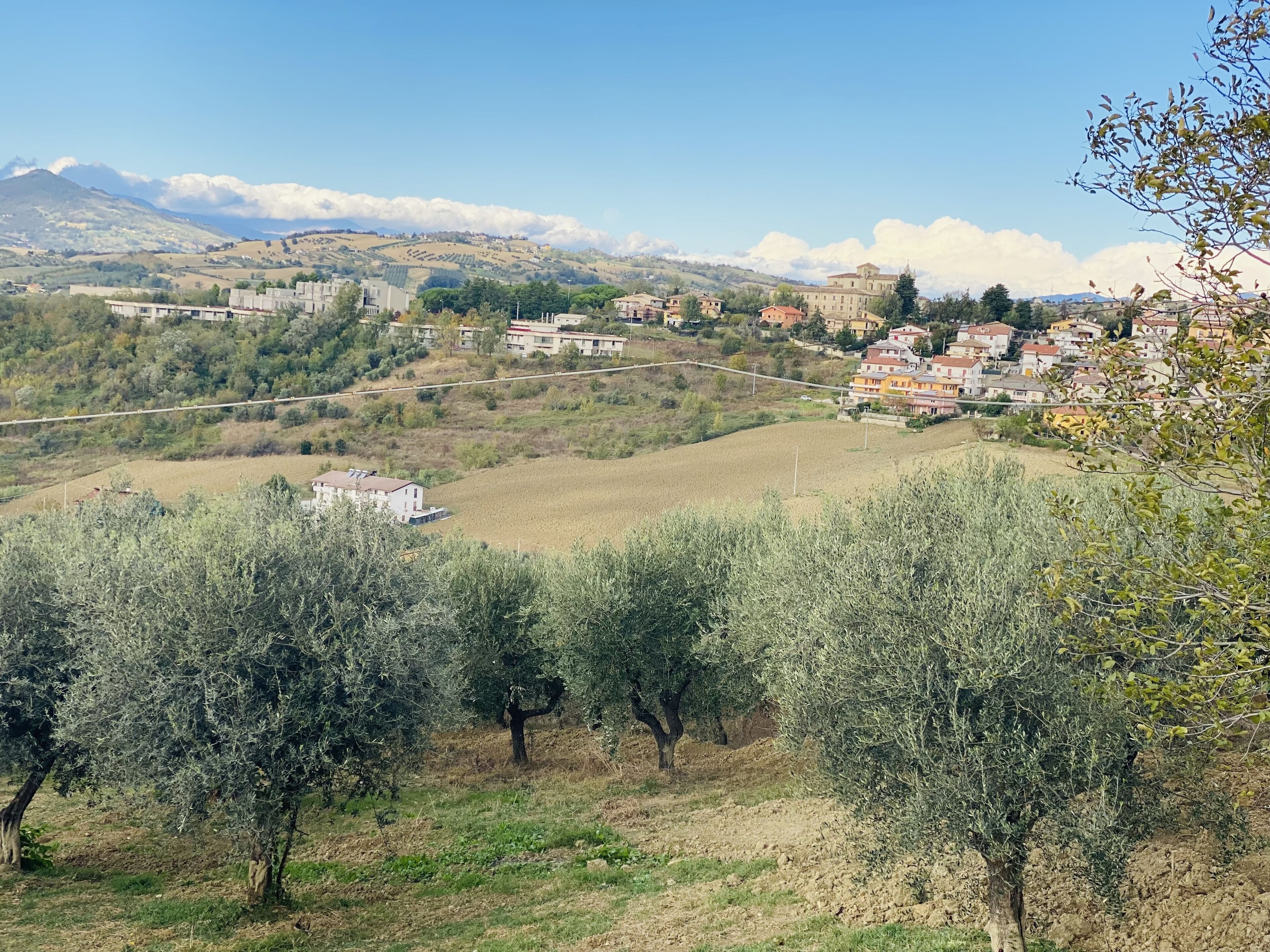 A rural landscape with olive trees, a small building, and a cluster of houses on a hillside.
