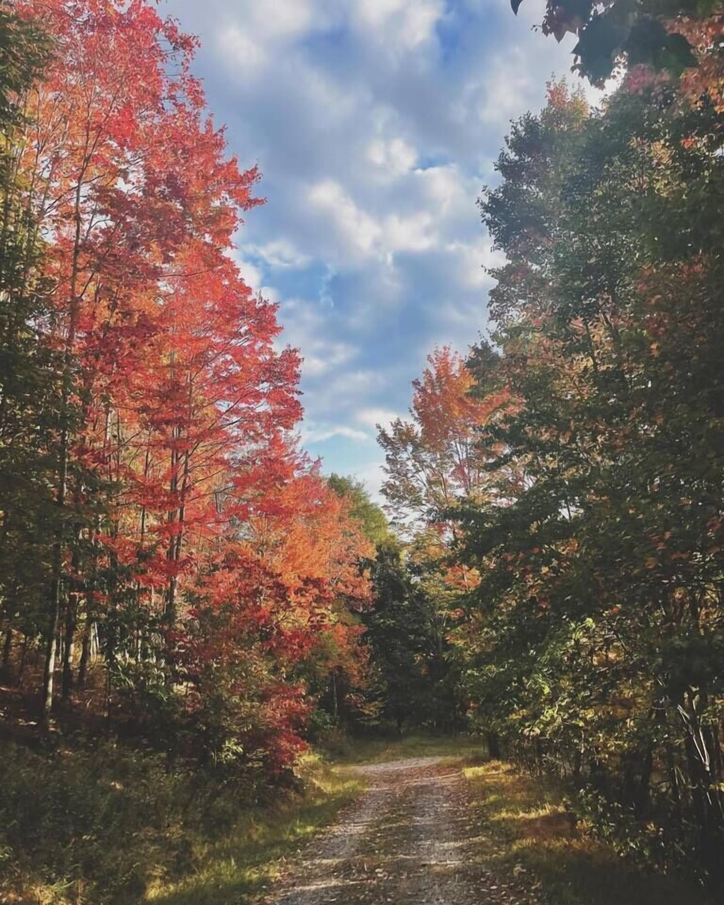 Un sentier forestier bordé d’arbres aux feuilles d’automne.
