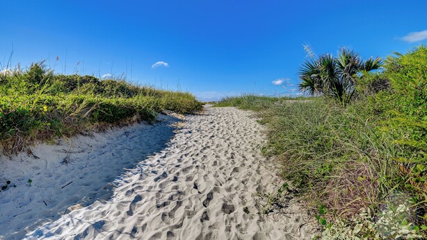 A sandy path flanked by greenery and palm trees under a clear blue sky. - Pawleys Island Retreat (Pawleys Island)