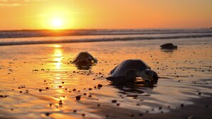 A beach scene with turtles at sunset.
