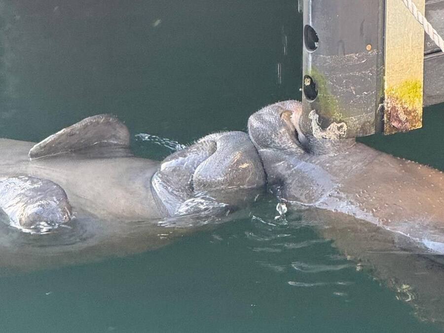 A dolphin swimming near a metal structure in a pool.