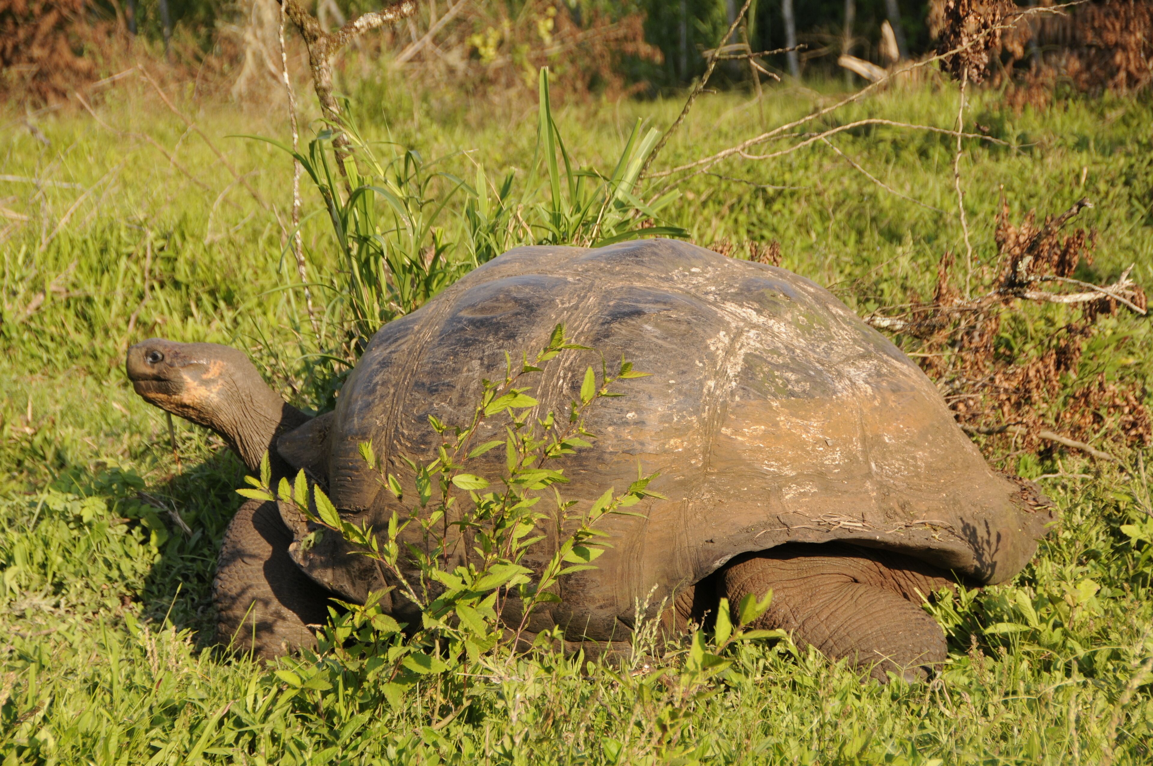 A tortoise in a grassy area.