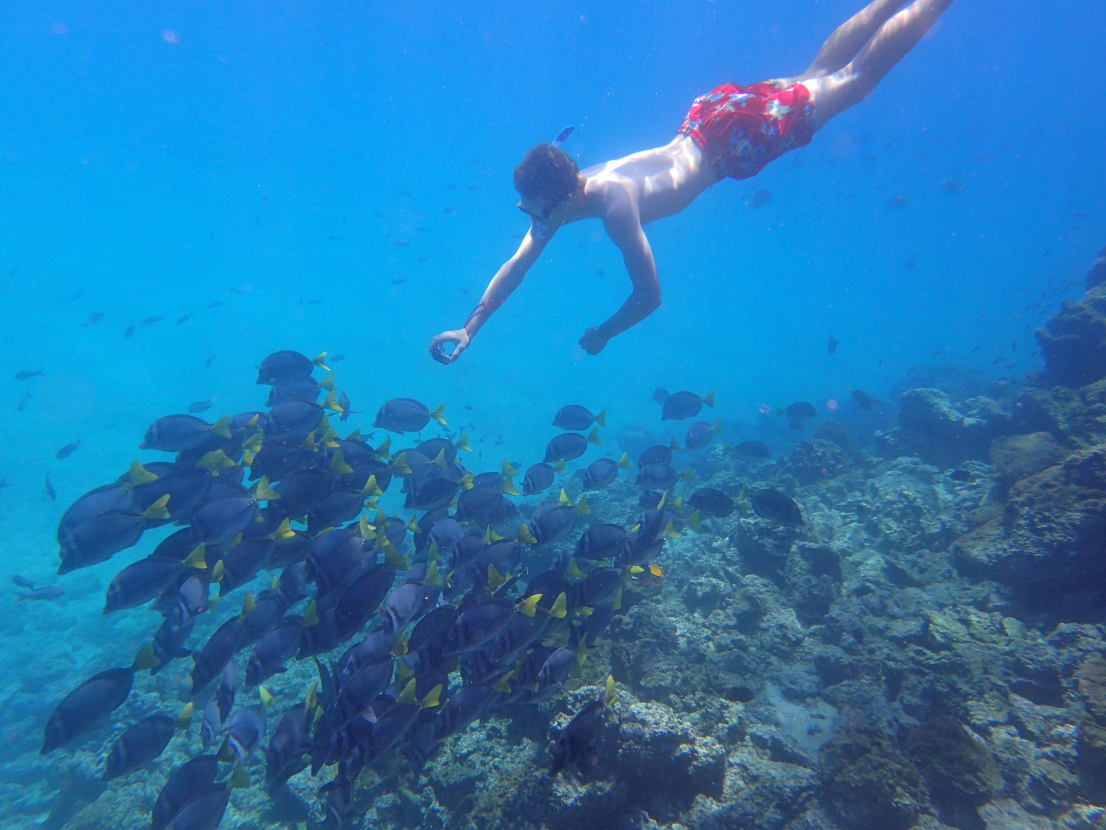 Una persona nadando bajo el agua con un cardumen de peces.