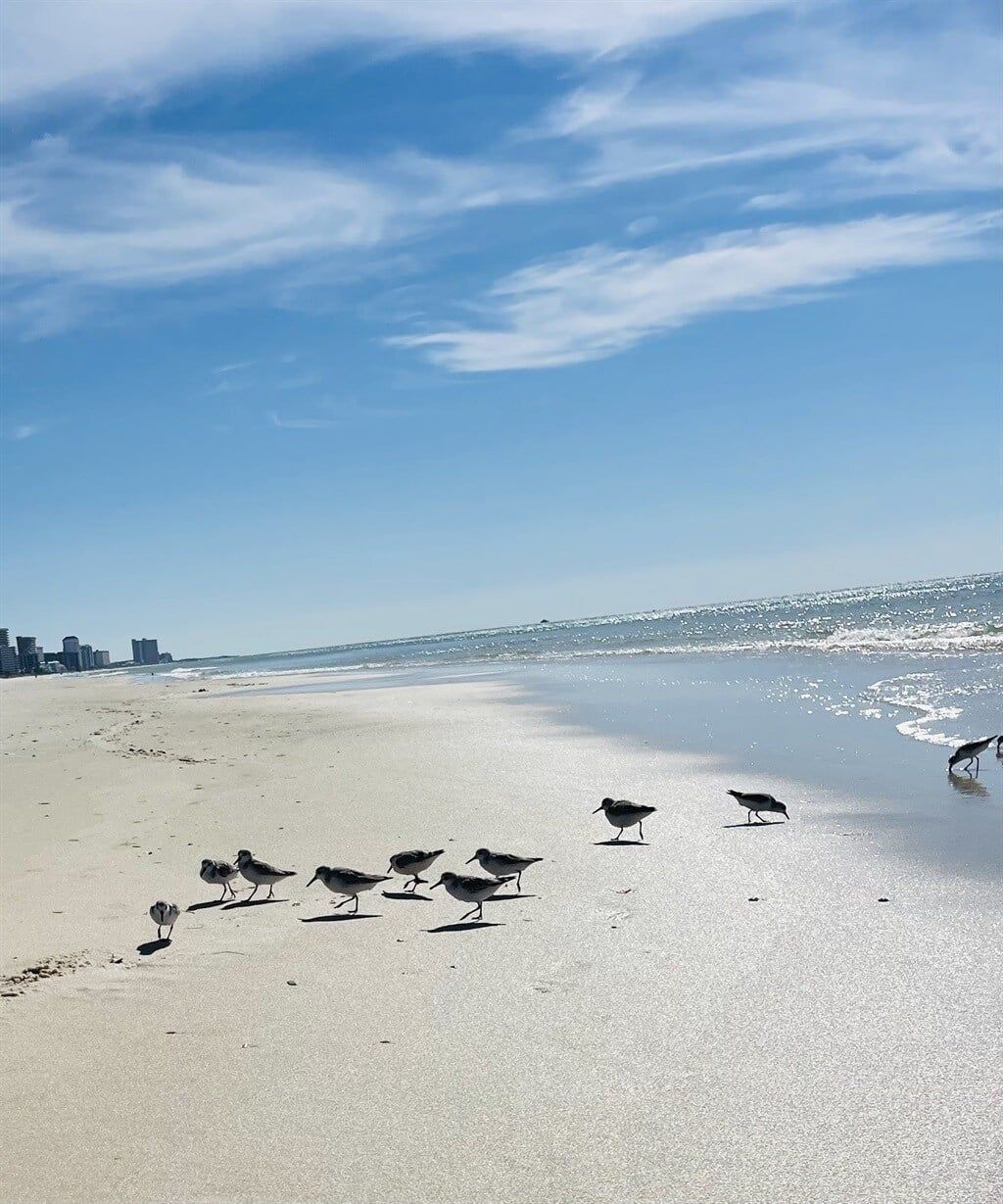 A beach with a clear sky and a few birds on the sand.