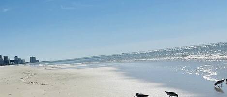 A beach with a clear sky and a few birds on the sand.