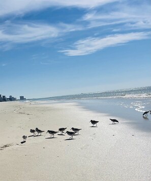 Ein Strand mit blauem Himmel und einigen Vögeln im Sand.