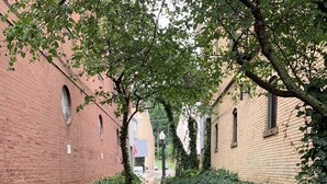 Un estrecho callejón flanqueado por edificios de ladrillo cubiertos de hiedra, con un sendero de ladrillo en el centro.