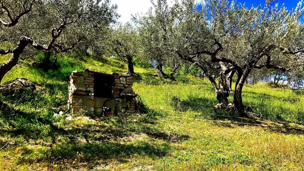 A rustic stone structure with a chimney, surrounded by olive trees and grassy terrain. - I 3 falchi Bed & Breakfast (Pennadomo)