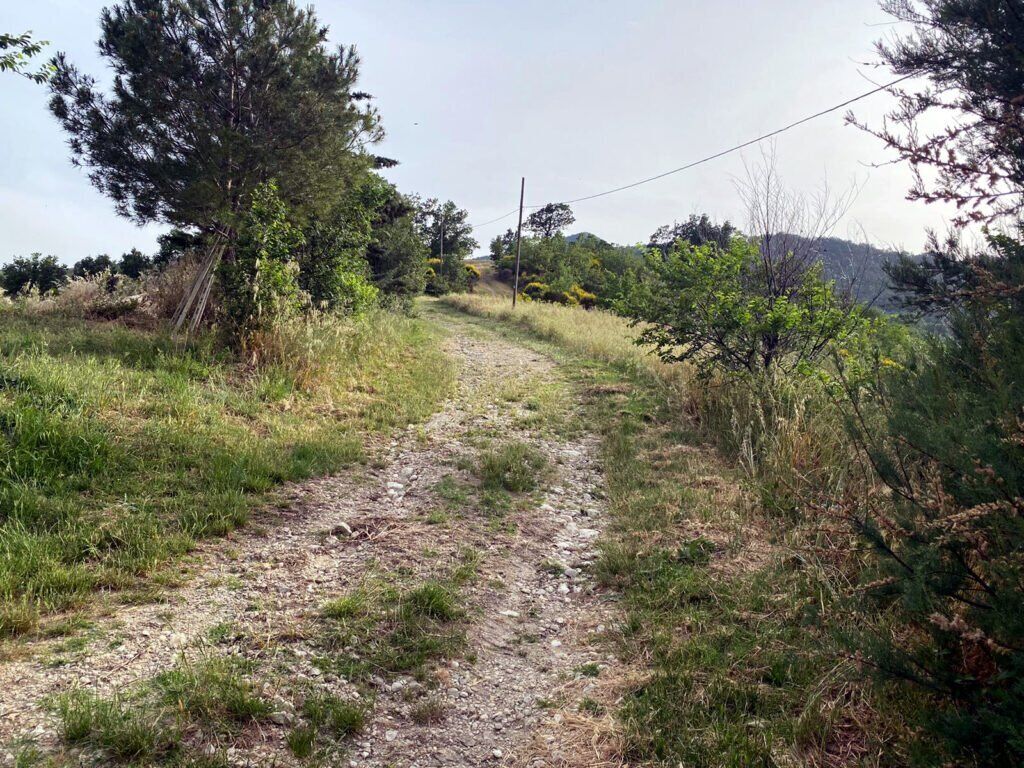A gravel path surrounded by greenery and trees.