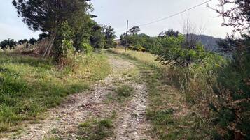 A gravel path surrounded by greenery and trees.