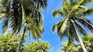 A tropical beach scene with palm trees and a clear blue sky. - BEACHFRONTGEM- owner’s villa-expansive endless beach. Amazing Sept Oct discounts (Savegre)