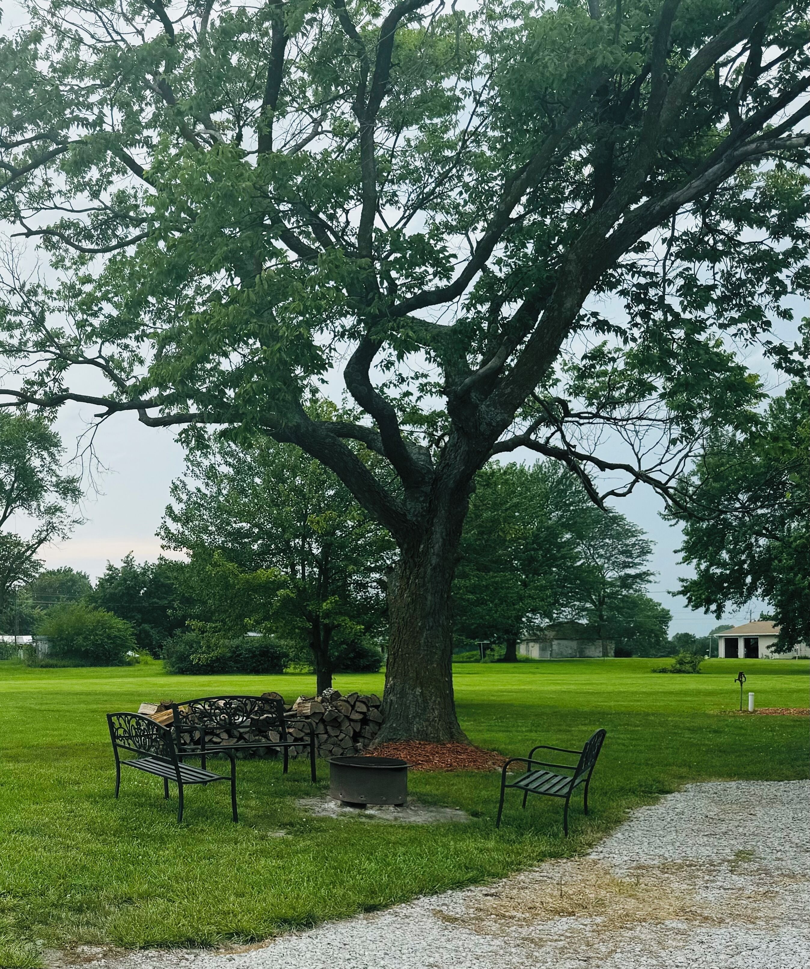 A large tree with benches under it in a grassy area.