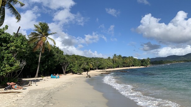 Une plage avec un ciel dégagé, des palmiers et une rive sablonneuse.