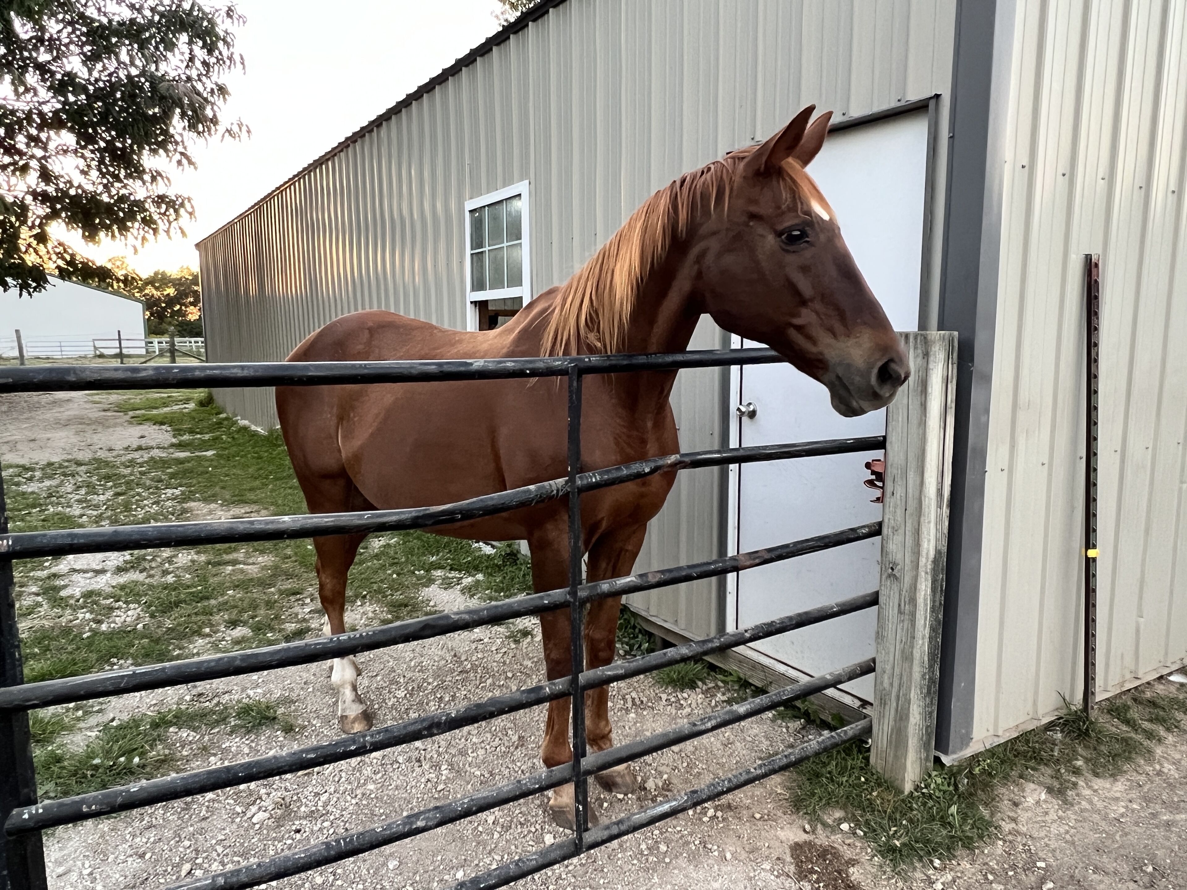 Um cavalo parado atrás de um portão de metal, com um edifício e uma árvore ao fundo.