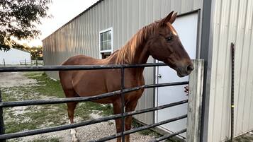 Um cavalo parado atrás de um portão de metal, com um edifício e uma árvore ao fundo.