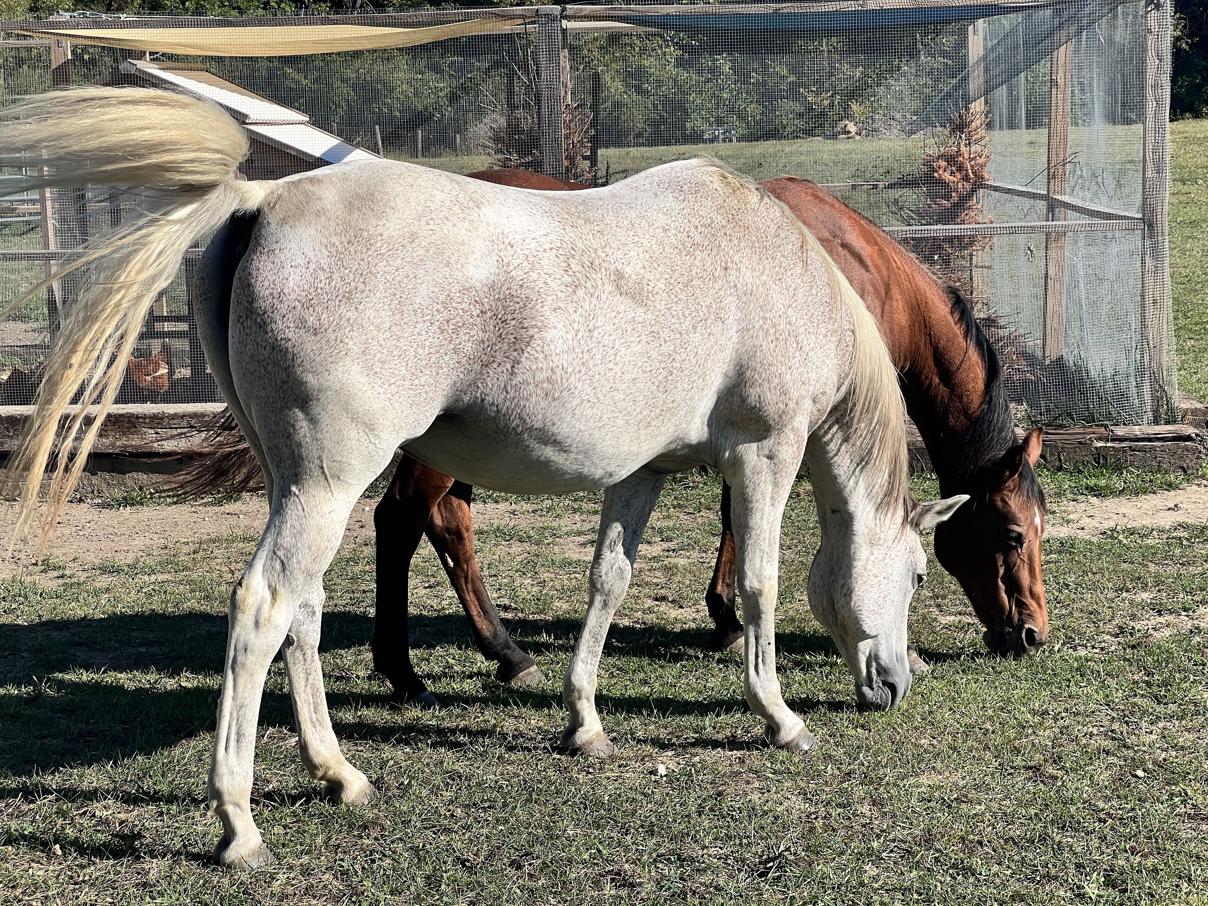 Un caballo pastando en un cercado con valla de alambre y una estructura de madera al fondo.