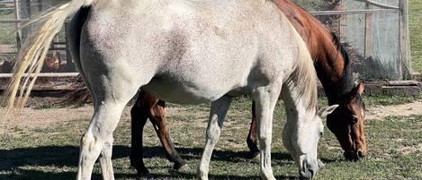 Un caballo pastando en un cercado con valla de alambre y una estructura de madera al fondo.