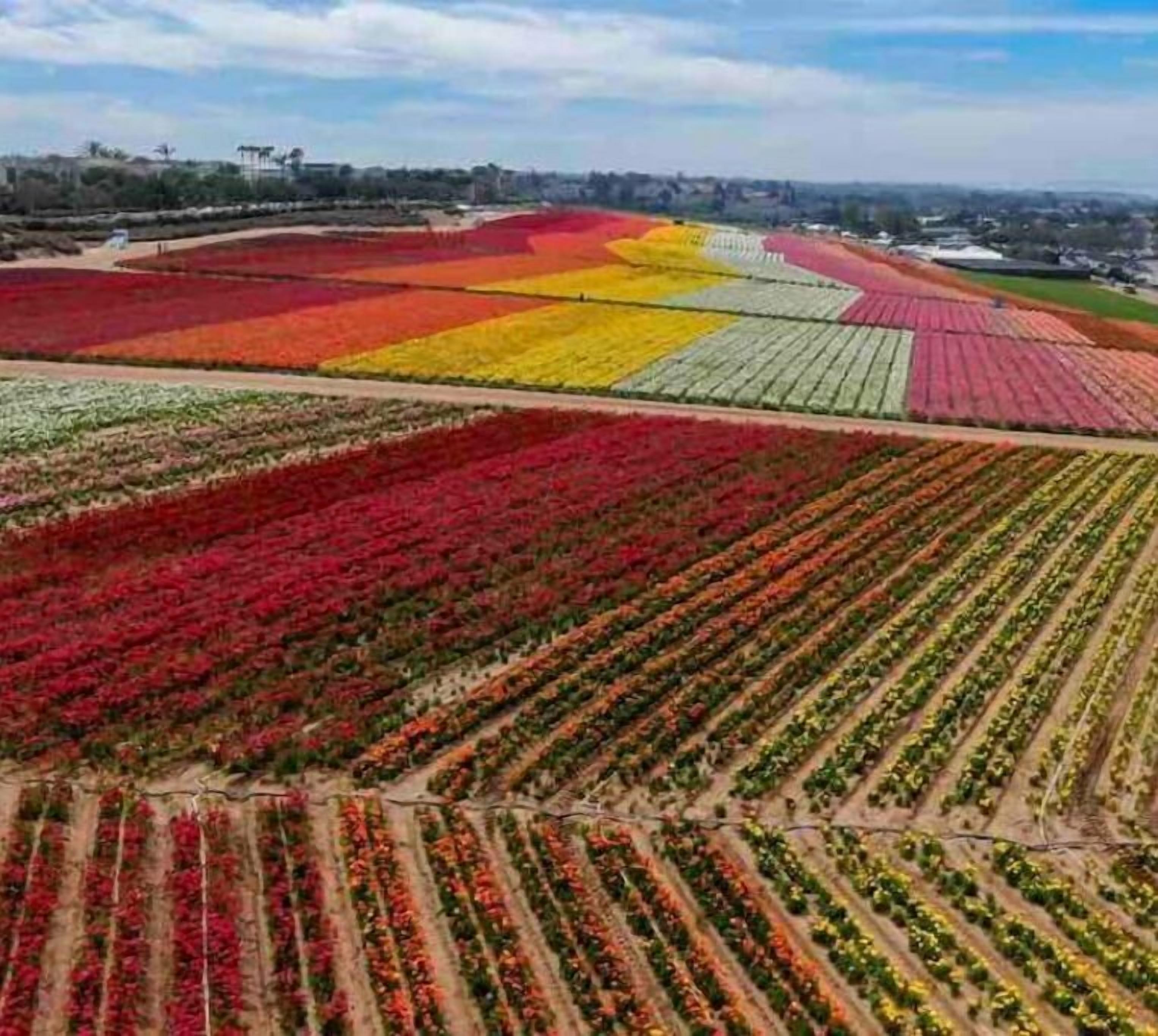 Vista aérea de un extenso campo agrícola con filas de cultivos de varios colores.