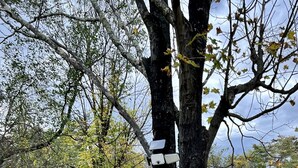 A tree with a sign reading "The Cottage" in a natural setting.