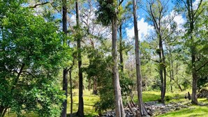 Una tranquilla scena di foresta con un ruscello, alberi alti e una zona erbosa.