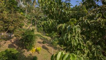 Taman