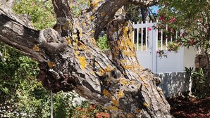 A tree with a swing hanging from a branch, a white fence, and a stone wall in the background.