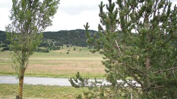 A landscape with a river, a tree with yellow lichen, and a forest in the background.