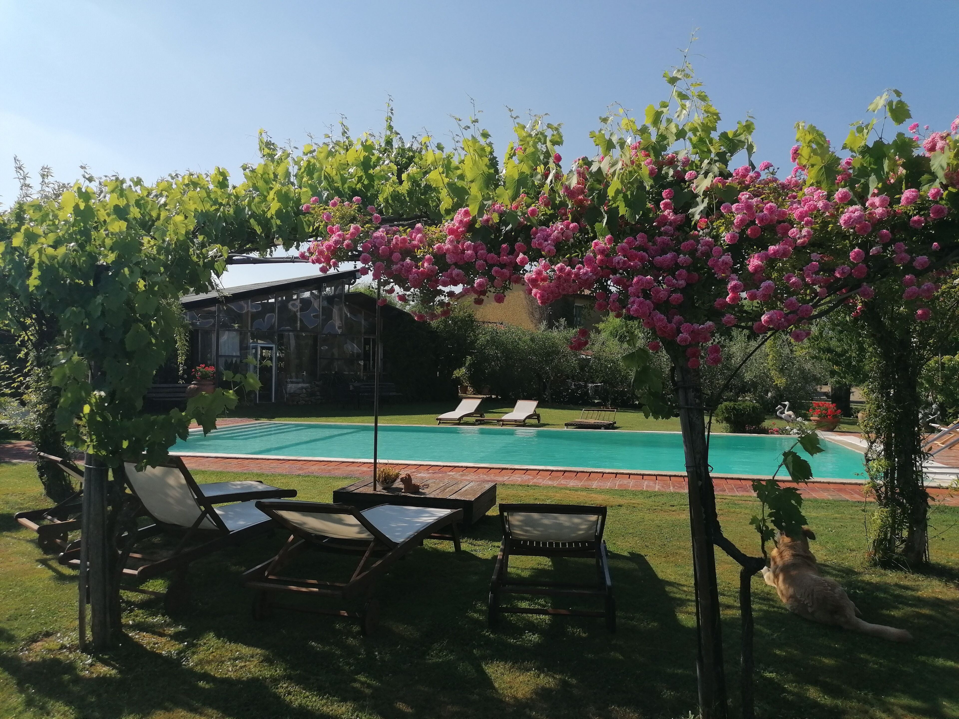 A poolside area with lounge chairs, a pergola with pink flowers, and a house in the background.