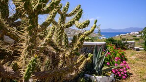 Un cactus, avec une vue dégagée sur l’océan et les montagnes lointaines.
