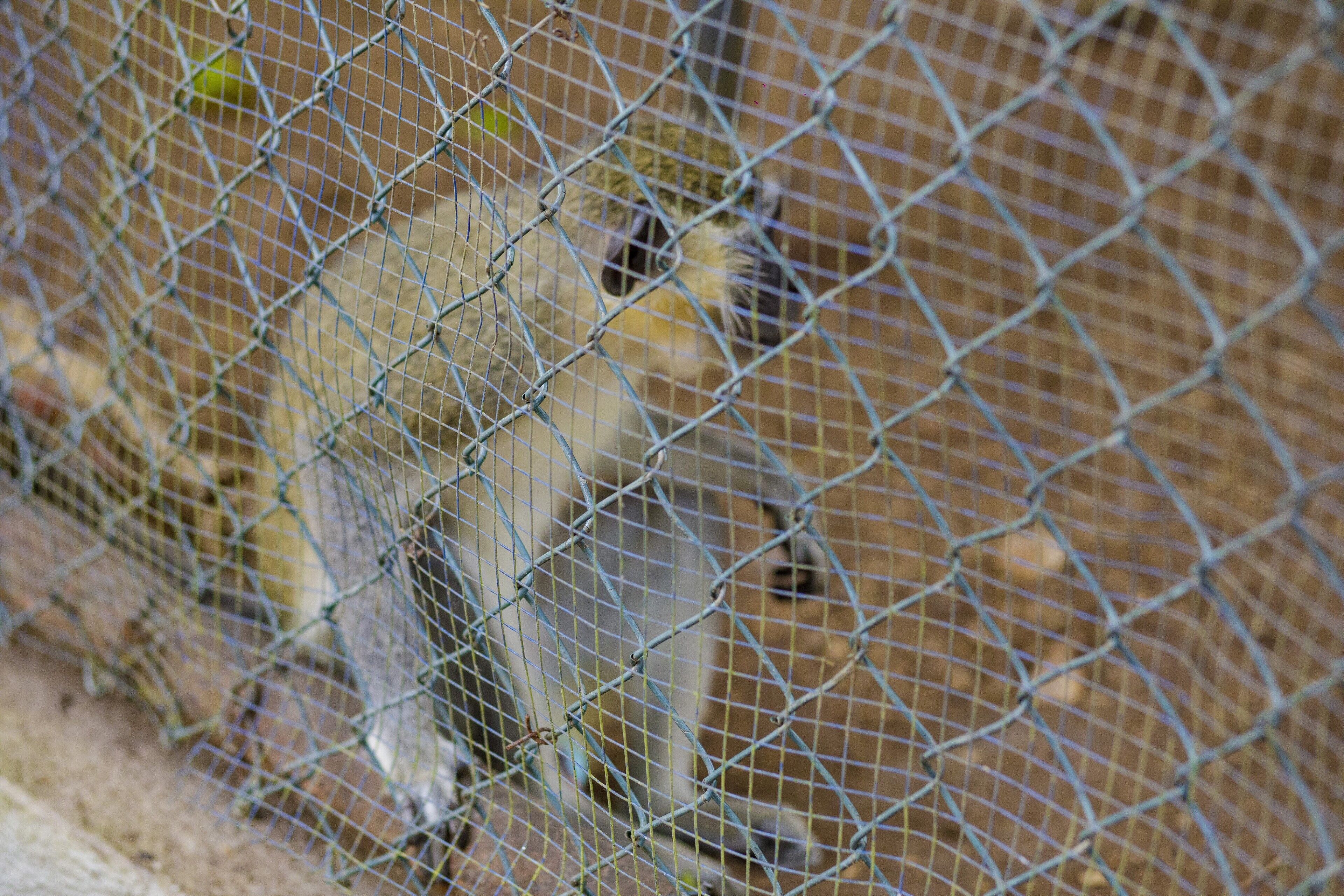A bird behind a wire mesh fence.