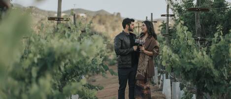 A couple standing in a vineyard with rows of grapevines and wooden posts.