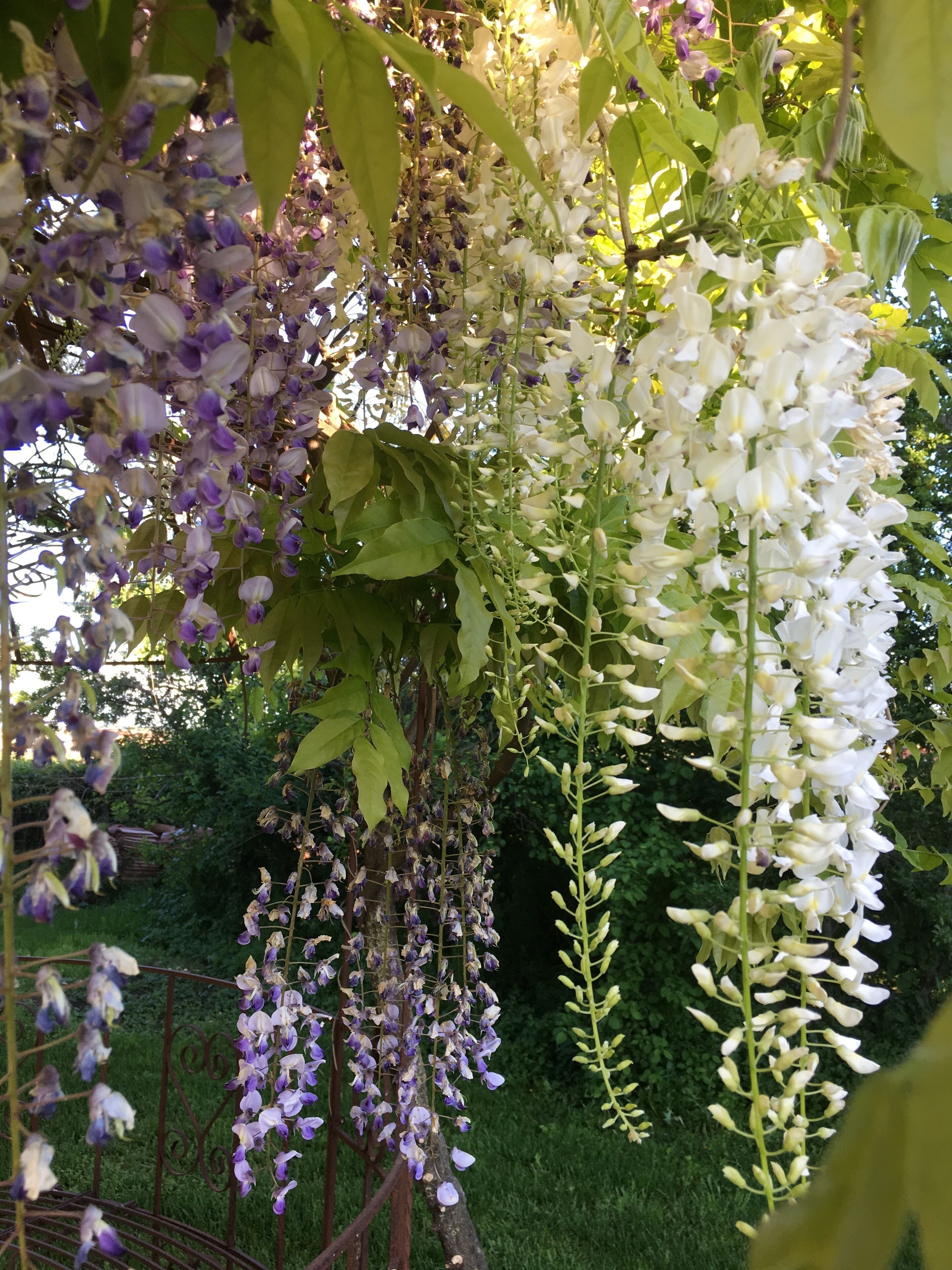 A garden with hanging wisteria flowers in shades of purple and white.
