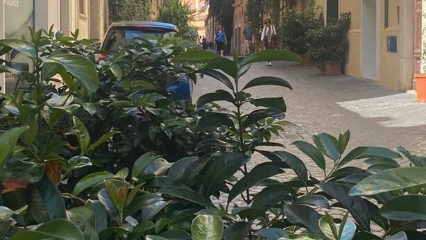 Una stretta via fiancheggiata da edifici, un'auto parcheggiata e piante verdi rigogliose in primo piano.