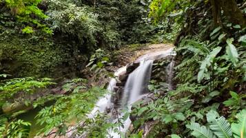 Un bosque frondoso con una cascada.
